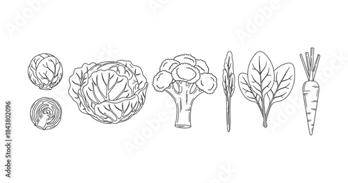 Line art vegetables: cabbage, broccoli, spinach, carrot illustration