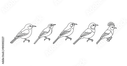 Evolution of bird line drawing progression from simple to detailed sketch