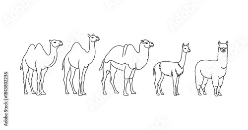 Outline illustration of camel and alpaca variations in profile view