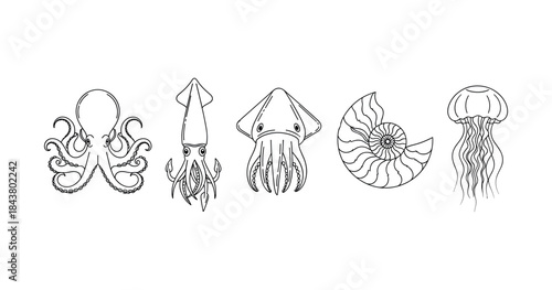 Sea creatures line drawing: octopus, squid, nautilus and jellyfish