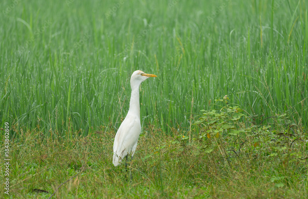 Fototapeta premium A Cattle Egret (Bubulcus ibis)