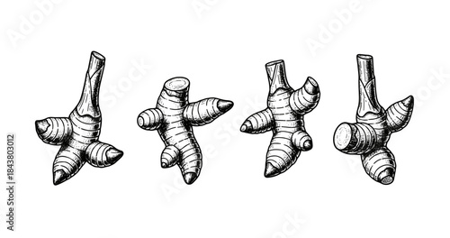 Detailed hand-drawn ginger root illustrations in black and white