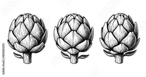Trio of sketched artichokes in detailed black and white ink illustration