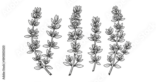 Black and white herb sketch: detailed thyme plant illustrations
