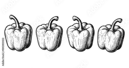 Black and white engraved illustration of bell peppers aligned horizontally