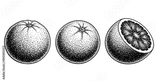 Detailed black and white illustrations of whole and halved oranges