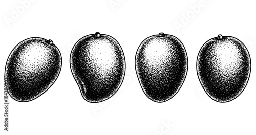 Vintage black and white illustration of four mangoes in a row