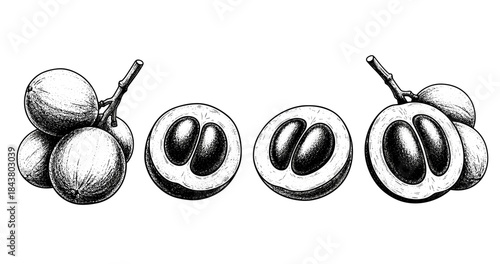 Monochrome botanical illustration of whole and halved tropical fruits