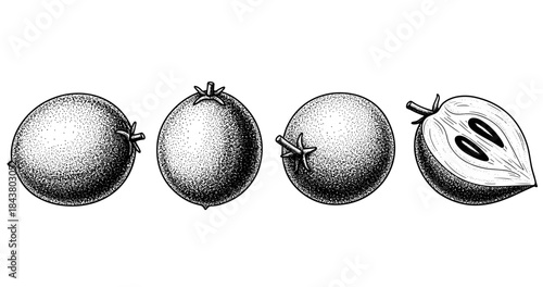 Detailed black and white sapodilla fruit cross-section illustration