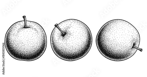 Detailed black and white vintage illustration of three apples
