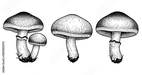 Hand-drawn mushroom illustrations: detailed black and white sketches of fungi