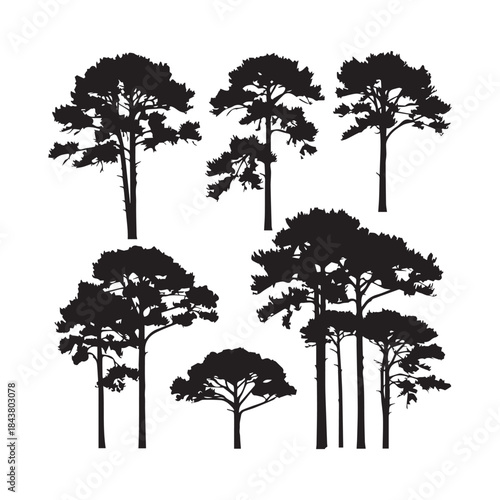 Longleaf Pine Trees Silhouettes Collection,Longleaf Pine Trees Silhouettes,Vector Longleaf Pine Silhouettes,Conifer Tree Silhouettes,longleaf pine vector