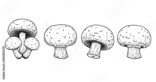 Detailed black and white sketches of different mushrooms on white background