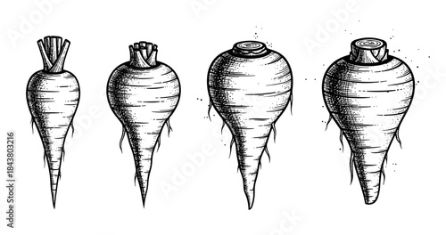 Detailed black and white illustrations of four different root vegetables