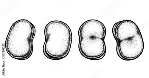 Hand-drawn black and white potato illustrations with dotted texture