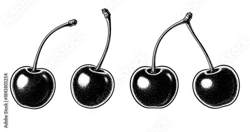 Detailed black and white cherry sketch with stems