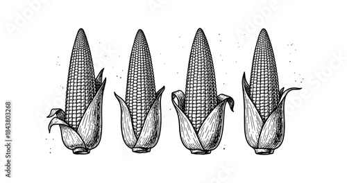 Black and white sketch of corn cobs in a row