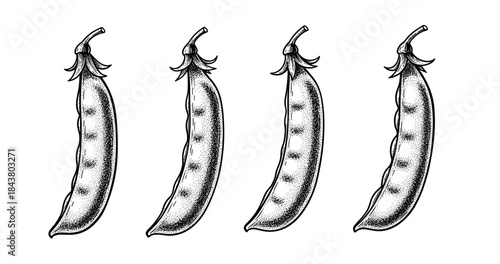 Black and white vintage peapod illustration with four stylized pods