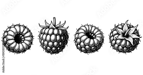Detailed black and white illustrations of raspberries and blackberries with leaves