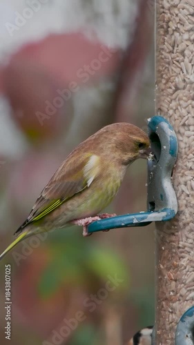 Greenfinch on a Birdfeeder, In Winter.