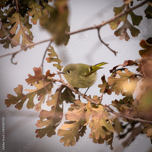 Closeup of a ruby-crowned kinglet perched on a valley oak branch in Fresno, California.