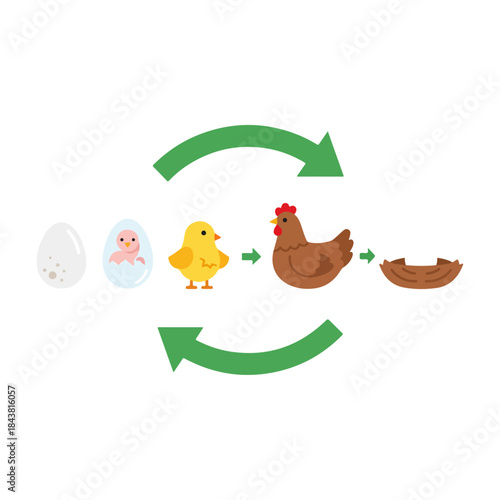 Chicken Life Cycle Illustration Showing Egg Hatching Chick Growing into Hen and Nest Nesting Reproduction Concept