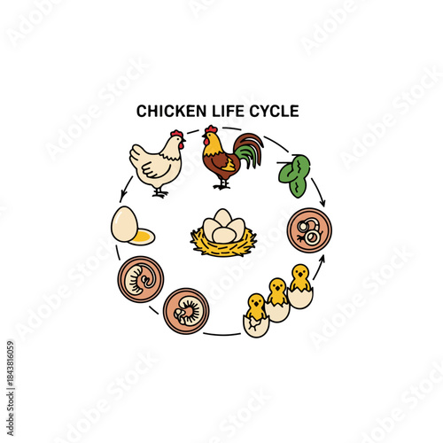 Chicken Life Cycle Diagram Illustrating Embryonic Development Egg Hatching Growth Stages And Adult Birds