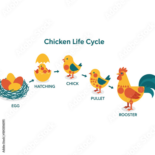 Chicken life cycle stages flat illustration, egg, hatching, chick, pullet, and rooster development