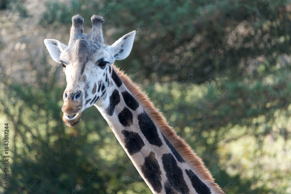 Fototapeta premium portrait of a giraffe