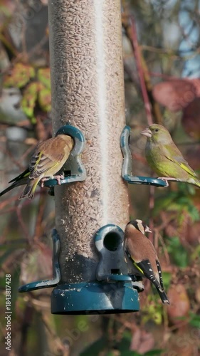 Goldfinch and Greenfinch on a Feeder