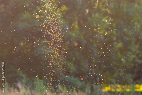 Swarming insects in a wooded meadow at sunset