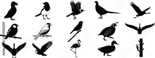 Collection of various bird silhouettes in different poses