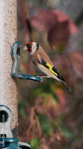 Goldfinch Feeding on a Birdfeeder