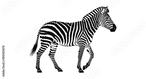 Realistic zebra silhouette on white background