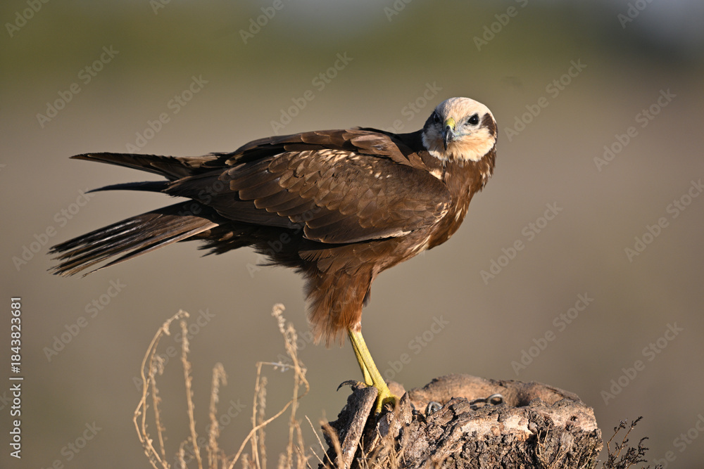 Fototapeta premium Western Marsh Harrier perched at dawn