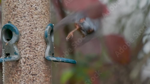 Nuthatch Feeding on a Bird Feeder