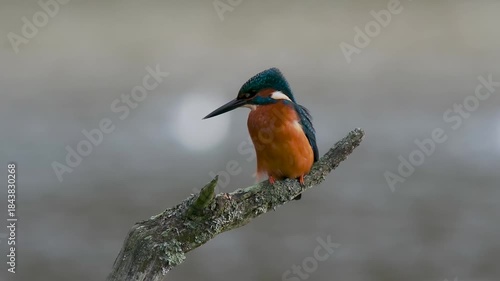 Kingfisher Bird On a Branch