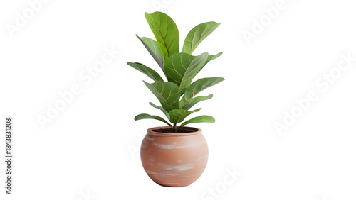 Lush fiddle leaf fig plant in a terracotta pot on white background.