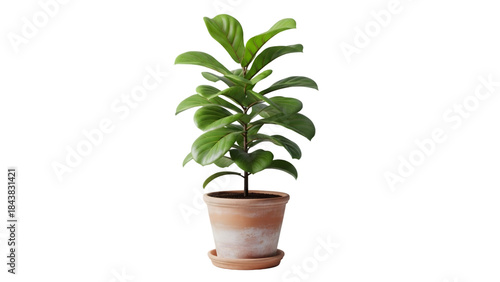 Vibrant green potted plant on a white background