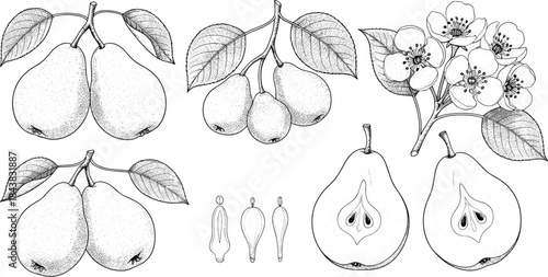 Vintage Botanical Hand-Drawn Engraving Vector of Pear Branch, Blossoms, Whole Fruits, and Cross-Sectional Halves for Elegant Food and Packaging Design.