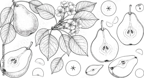 Detailed Hand-Drawn Botanical Vector Set of Pears and Blossoms in Black and White Engraving Style, Ideal for Vintage Packaging or Elegant Illustrations.