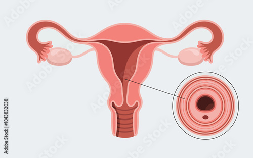 Illustration of female reproductive system anatomy diagram