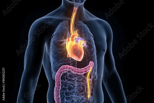 Model showing human anatomy with focus on heart and digestive system in a dark background