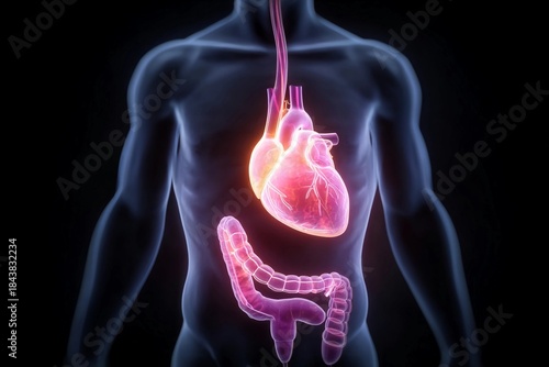 Heart and digestive system model showing human anatomy in a dark setting with glowing organs