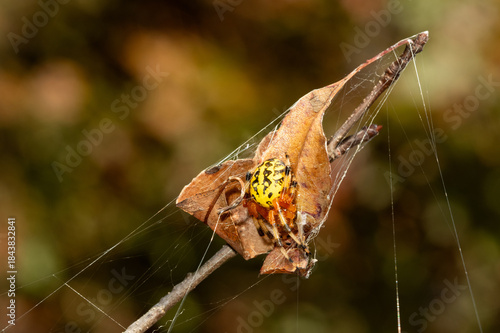 Marbled orbweaver spider (Araneus marmoreus) hiding within a silken retreat made from webbing and an old leaf. 