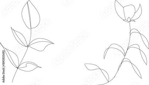 Line drawings of two plant stems with leaves on