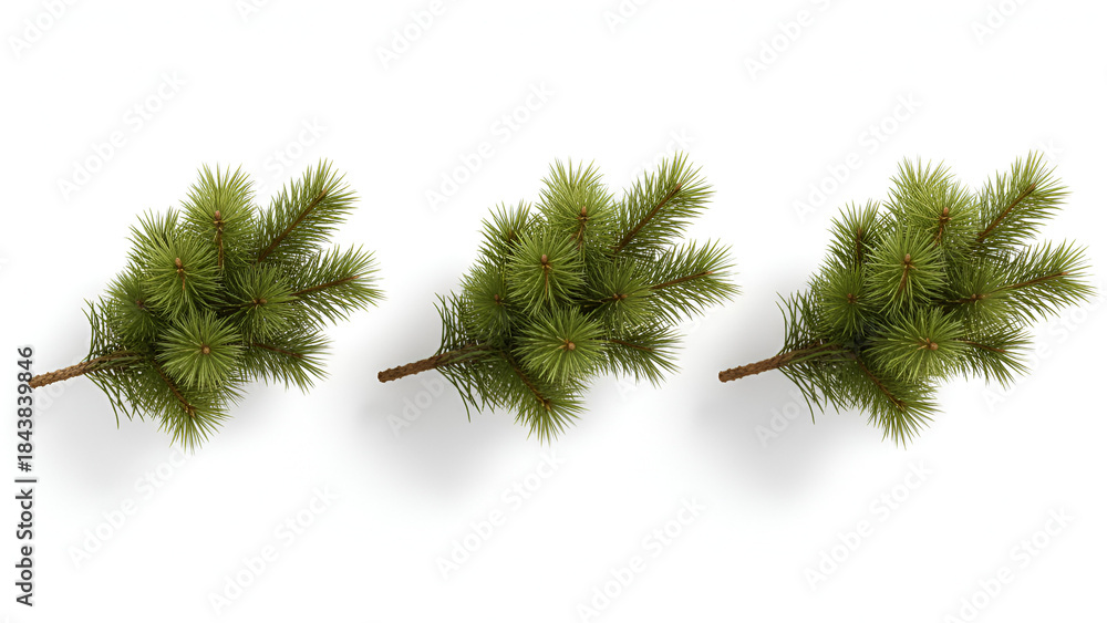 Obraz premium Triple Pine Sprigs — Fresh Green Pine Branches Isolated on White (High-Res, Transparent)