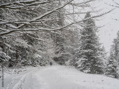 Fototapeta Naklejka Na Ścianę i Meble -  man walking through a snowy forest during a snowfall