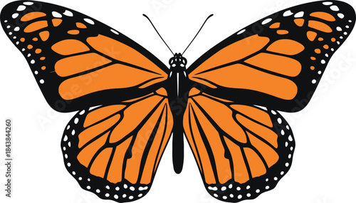 A vibrant monarch butterfly with detailed orange and black wings isolated on a white background