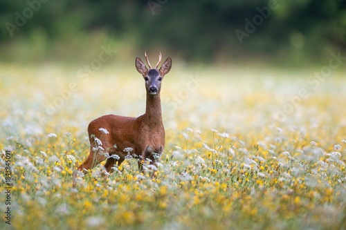 deer, tier, wild lebende tiere, natur, gras